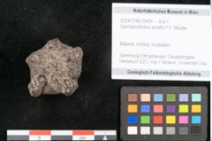 Foto (Objekt + Etikett) von Spondylostrobus smythii F.V. Mueller (NHMW-GEO-2024-0188-10405)